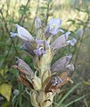 Orobanche arenaria