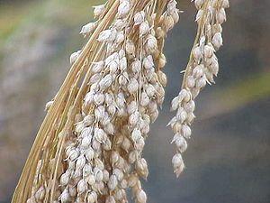 Panicum miliaceum (Milio ss).