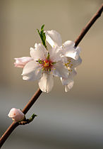 Prunus dulcis