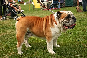 bulldog inglese