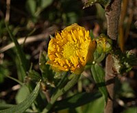 Ranunculus cassubicus