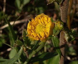 Kašubinis vėdrynas (Ranunculus cassubicus)