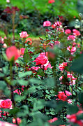 The Government Rose Garden in Ooty, India