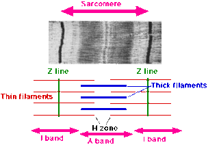 <span class="mw-page-title-main">Sarcomere</span> Repeating unit of a myofibril in a muscle cell