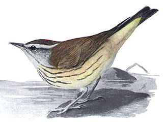 <span class="mw-page-title-main">Waterthrush</span> Genus of birds