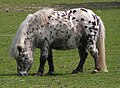 Deutsches Partbred-Shetlandpony