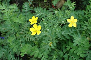 <i>Sibbaldianthe</i> Species of flowering plant