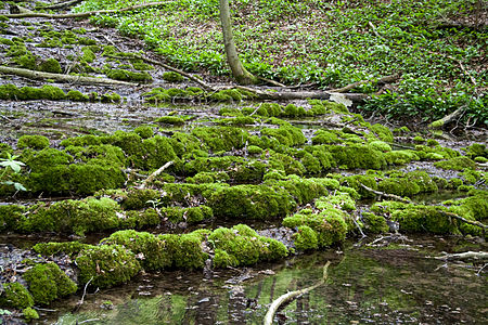 Sinter terraces in Altmühltal Nature Park, Bavaria © Derzno