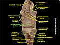 Hyoglossus muscle