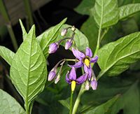 Solanum megacarpum