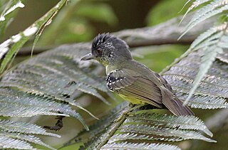 <span class="mw-page-title-main">Spot-breasted antvireo</span> Species of bird