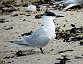 Farne Islands, Northumberland, UK