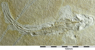 <span class="mw-page-title-main">Synechodontiformes</span> Extinct order of sharks