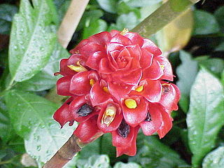 <span class="mw-page-title-main">Costaceae</span> Family of flowering plants