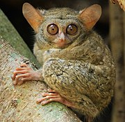 Brown tarsier