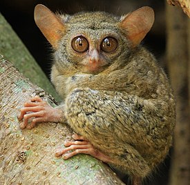 Tarsius spectrumgurskyae