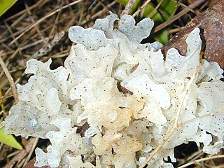 <span class="mw-page-title-main">Jelly fungus</span> Group of fungi