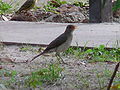 Afrikadrossel African Thrush