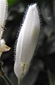 Whitfieldia longifolia 'White Candles'