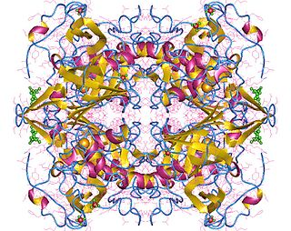 <span class="mw-page-title-main">Dipeptidyl-peptidase I</span>