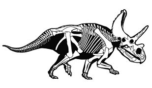 January 20: Agujaceratops skeleton