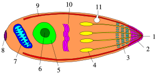 <span class="mw-page-title-main">Apicomplexan life cycle</span> Apicomplexa life cycle