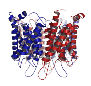 <span class="mw-page-title-main">Aquaporin</span> Water channel protein in cell membranes