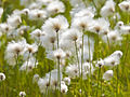 Arctic Cottongrass Eriophorum scheuchzeri ukaliusaq / polar kæruld Ukaliusaq, Kæruld