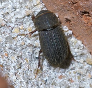 <i>Ataenius</i> Genus of beetles