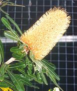 Banksia serrata