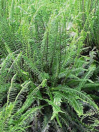 <span class="mw-page-title-main">Blechnaceae</span> Family of ferns