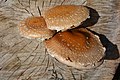 !Pholiota populnea!