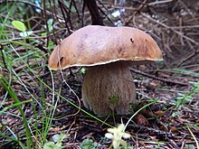 Boletus edulis 444.jpg