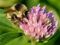 Bombus veteranus and T. pratense