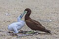 78 Brown booby (Sula leucogaster plotus) female and juvenile male on nest Michaelmas Cay uploaded by Charlesjsharp, nominated by Charlesjsharp,  10,  0,  1