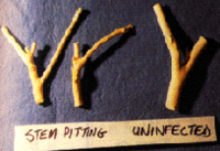 CTV-pitted vs healthy citrus stems CTV Stem Pitting.png