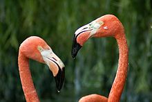 Caribbean flamingo Caribbean flamingo10.jpg