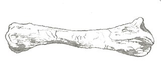 <i>Chienkosaurus</i> Extinct genus of dinosaurs