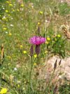 Crupina crupinastrum.jpg