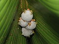 Thumbnail for Honduran white bat