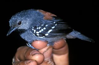 <span class="mw-page-title-main">Ornate stipplethroat</span> Species of bird