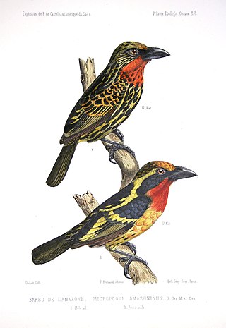 <span class="mw-page-title-main">Gilded barbet</span> Species of bird