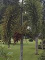 Moca, Puerto Rico au jardin du Palacete Los Moreau.