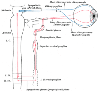 <span class="mw-page-title-main">Internal carotid plexus</span>