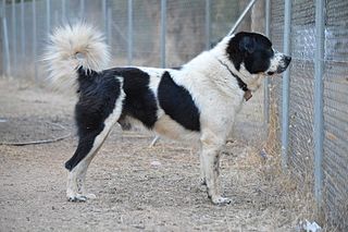 <span class="mw-page-title-main">Greek Shepherd</span> Dog breed