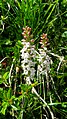 Gymnadenia odoratissima white colour Germany - Kreuzeck