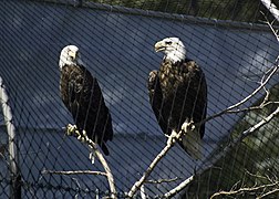 Bald eagles (Haliaeetus leucocephalus).