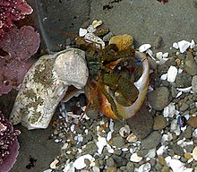 Underwater photo of a hermit crab and gastropod shell