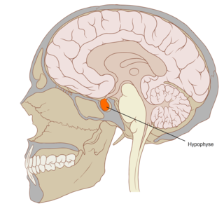 <span class="mw-page-title-main">Pituitary gland</span> Endocrine gland of the brain