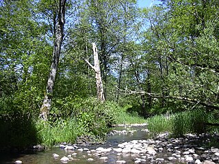 <span class="mw-page-title-main">Johnson Creek (Willamette River tributary)</span> Creek in Oregon, USA